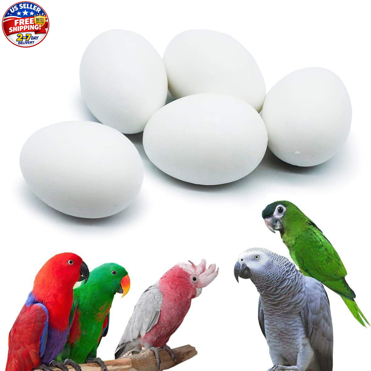 5 Pcs Hatching Eggs for Parrots Macaws Cockatoos and Eclectus – 37mm x 27mm