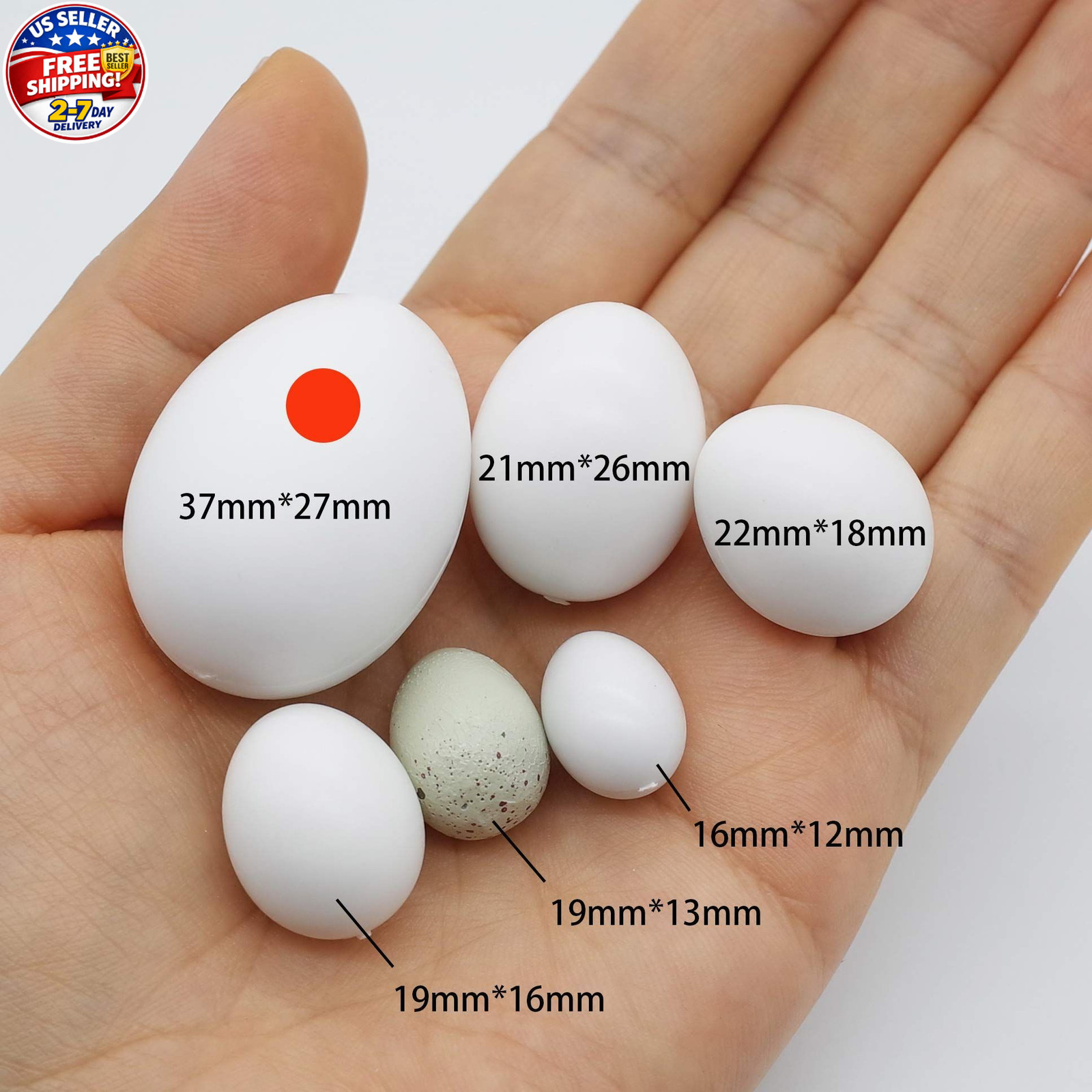 5 Pcs Hatching Eggs for Parrots Macaws Cockatoos and Eclectus – 37mm x 27mm