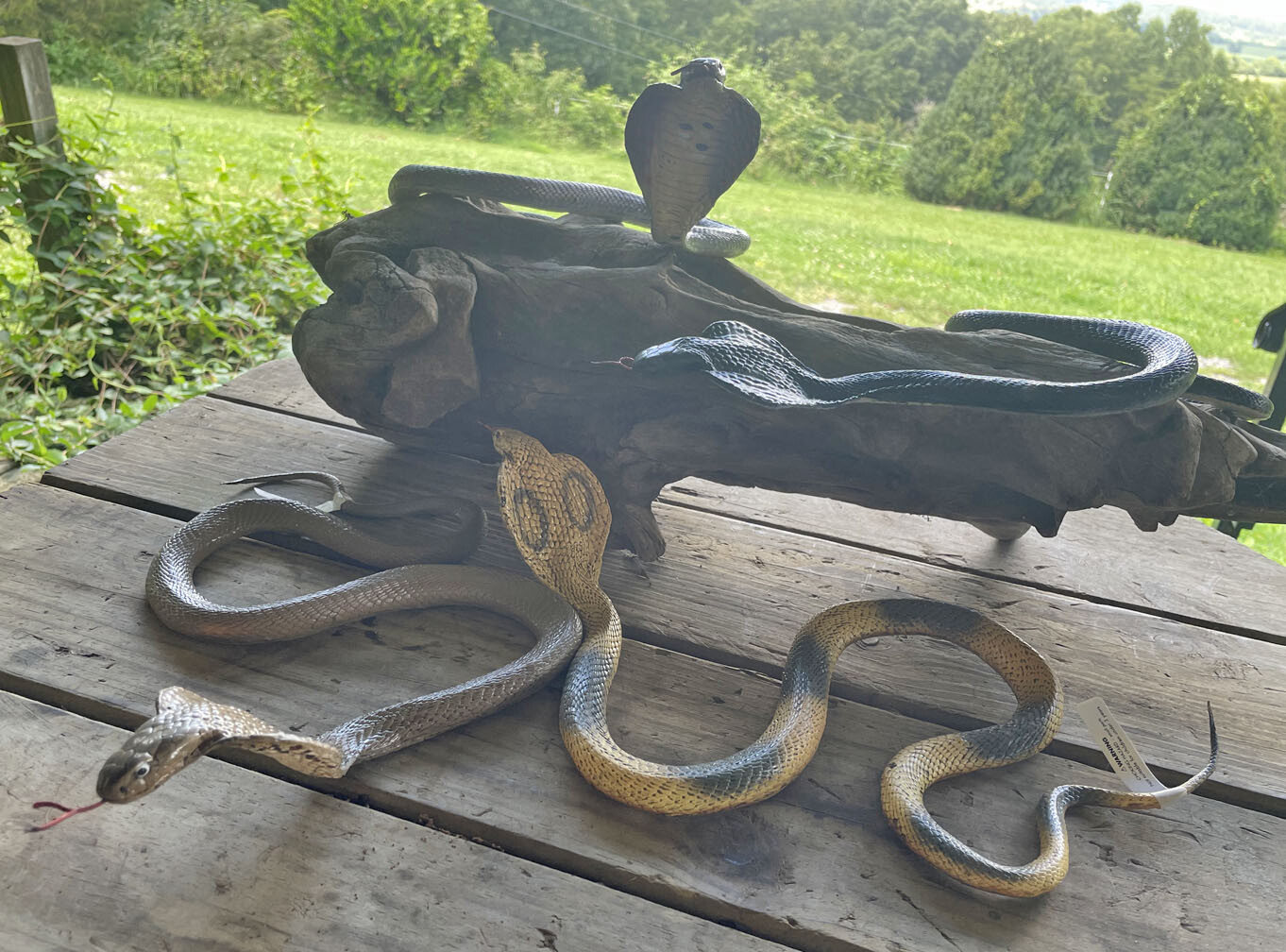 Cobra Snake Replica – AAA – Small – Choice of 4 Varieties