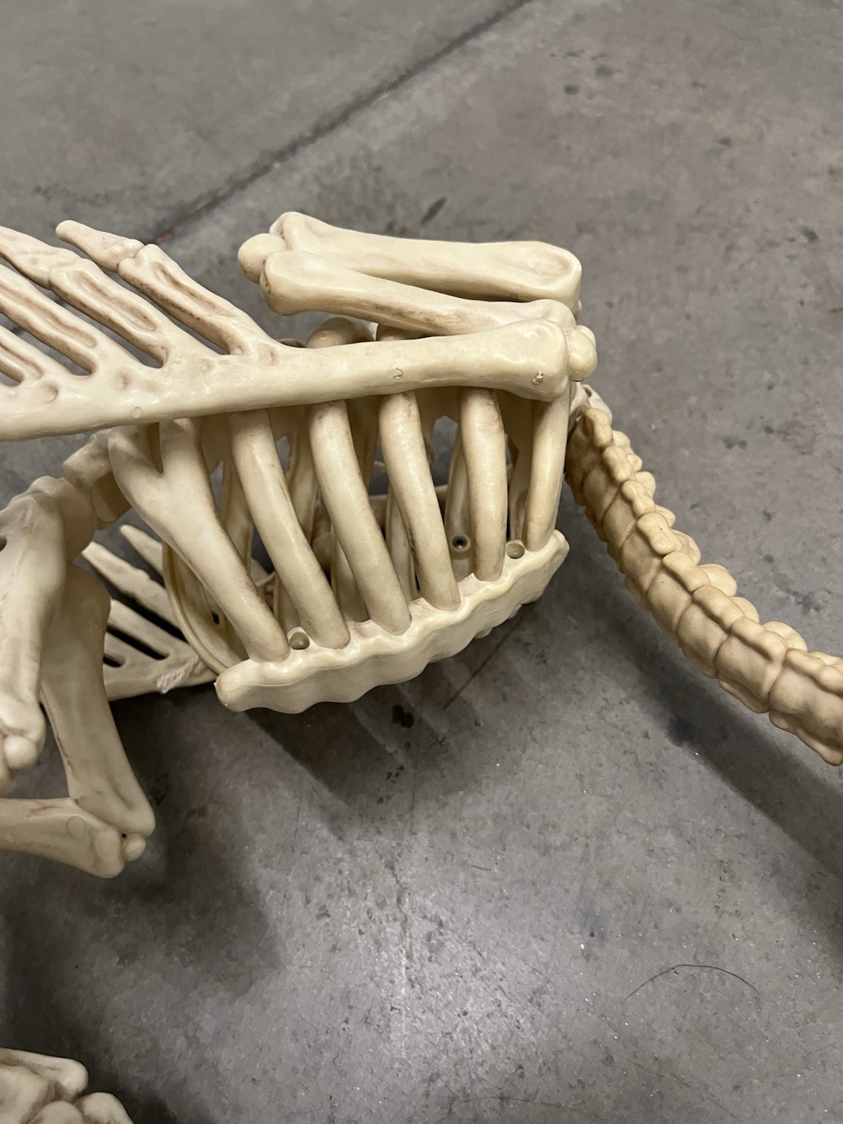 Halloween Skeleton VULTURE Buzzard Bird Animal Decorations Realistic Bones Prop