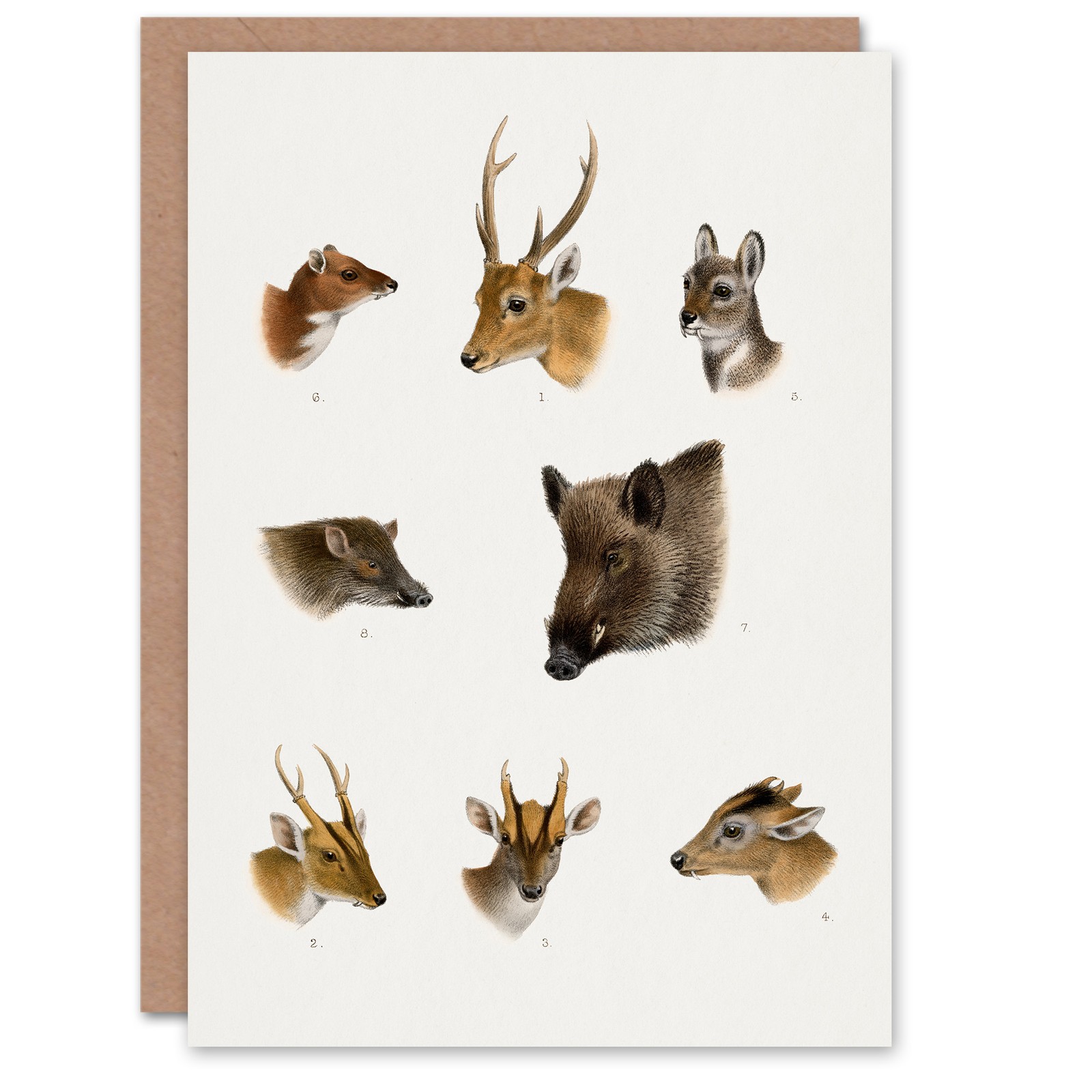 Richard Lydekker Art Card Wildlife Animals Vintage Illustration Greeting Card