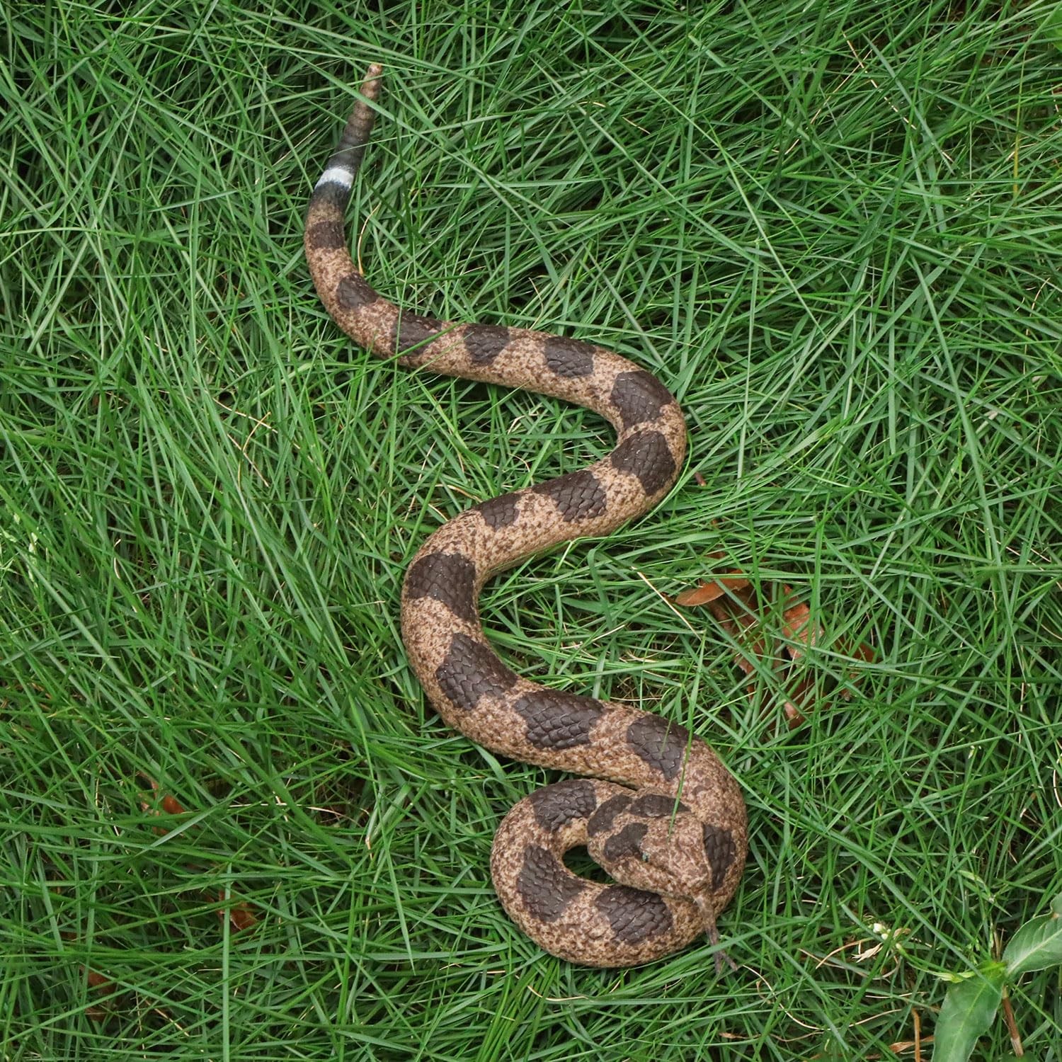 Rattle Snake Prank with String Clip, Rattlesnake Fake Snake on a String Prank, R