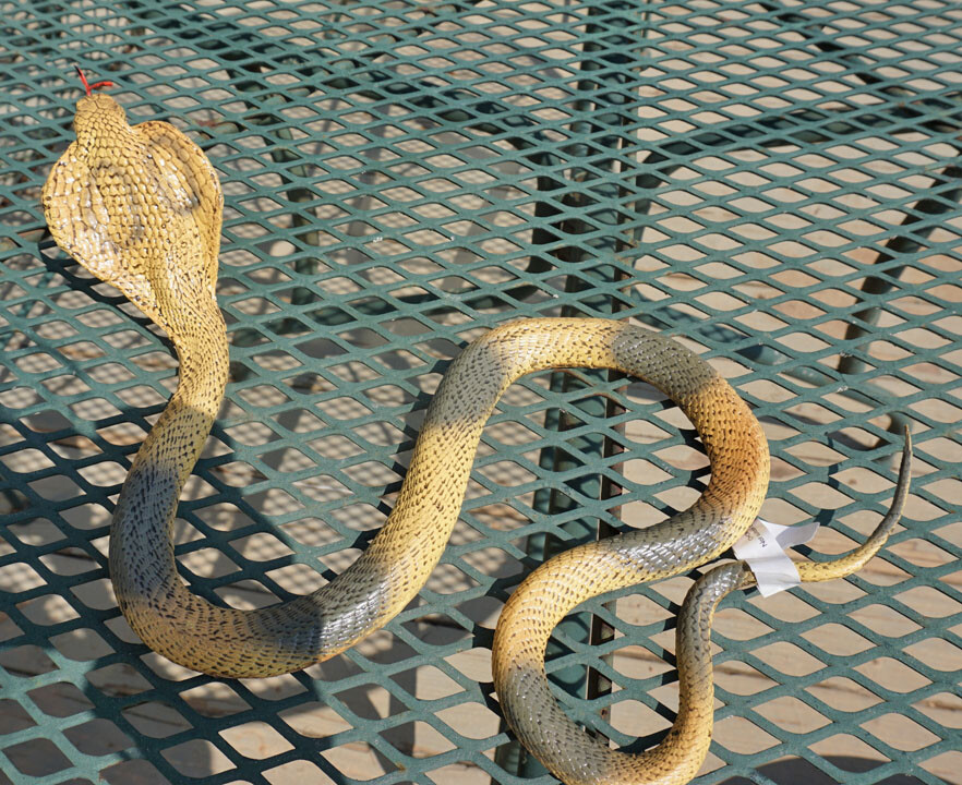 Cobra Snake Replica – AAA – Small – Choice of 4 Varieties