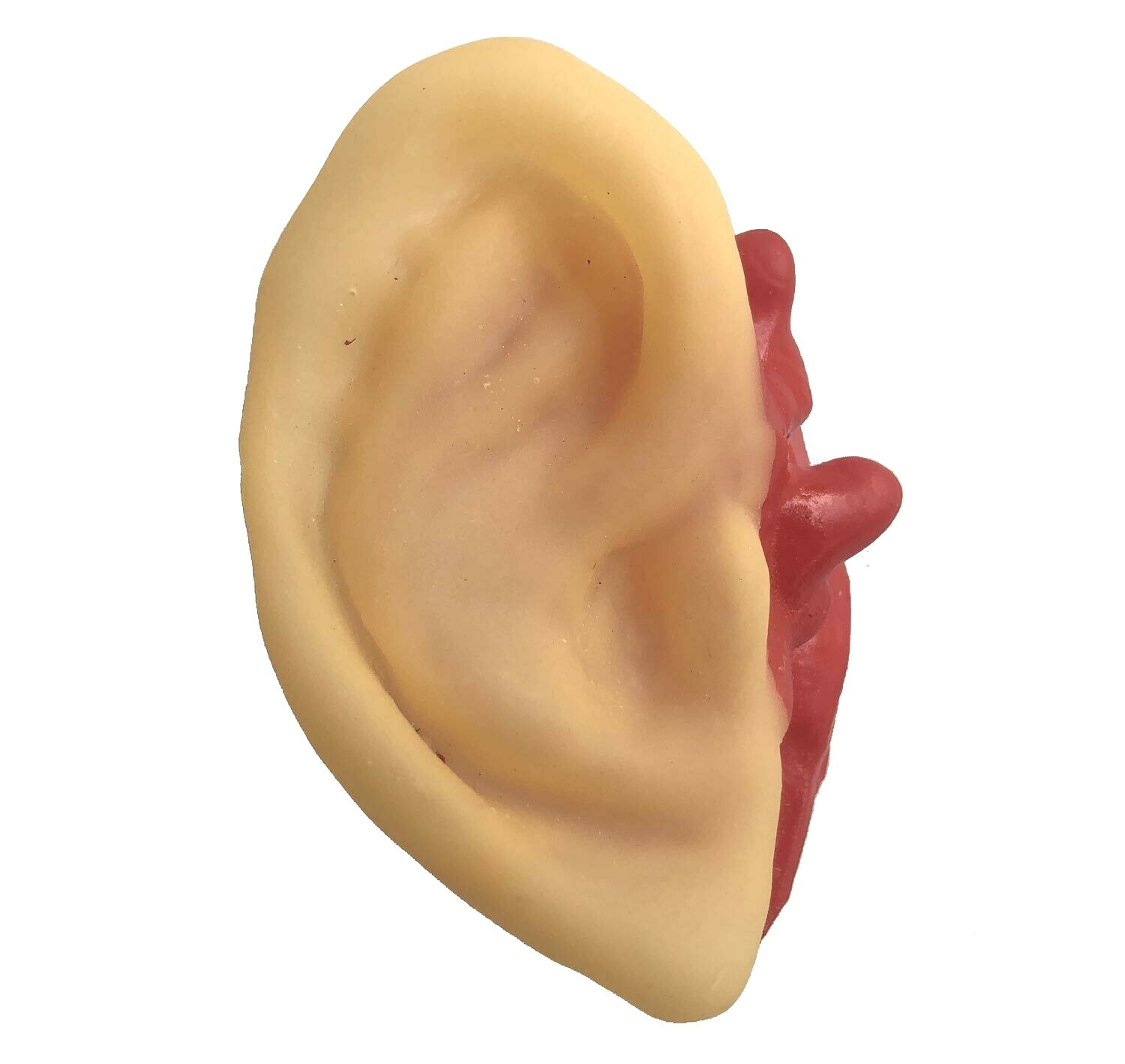 5pc Bloody Body Part Fake HUMAN SEVERED EARS Zombie Hunter Halloween Horror Prop