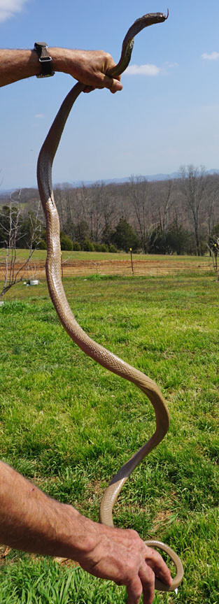 Cobra Rubber Snake Replica – AAA – Choice of 8 Varieties