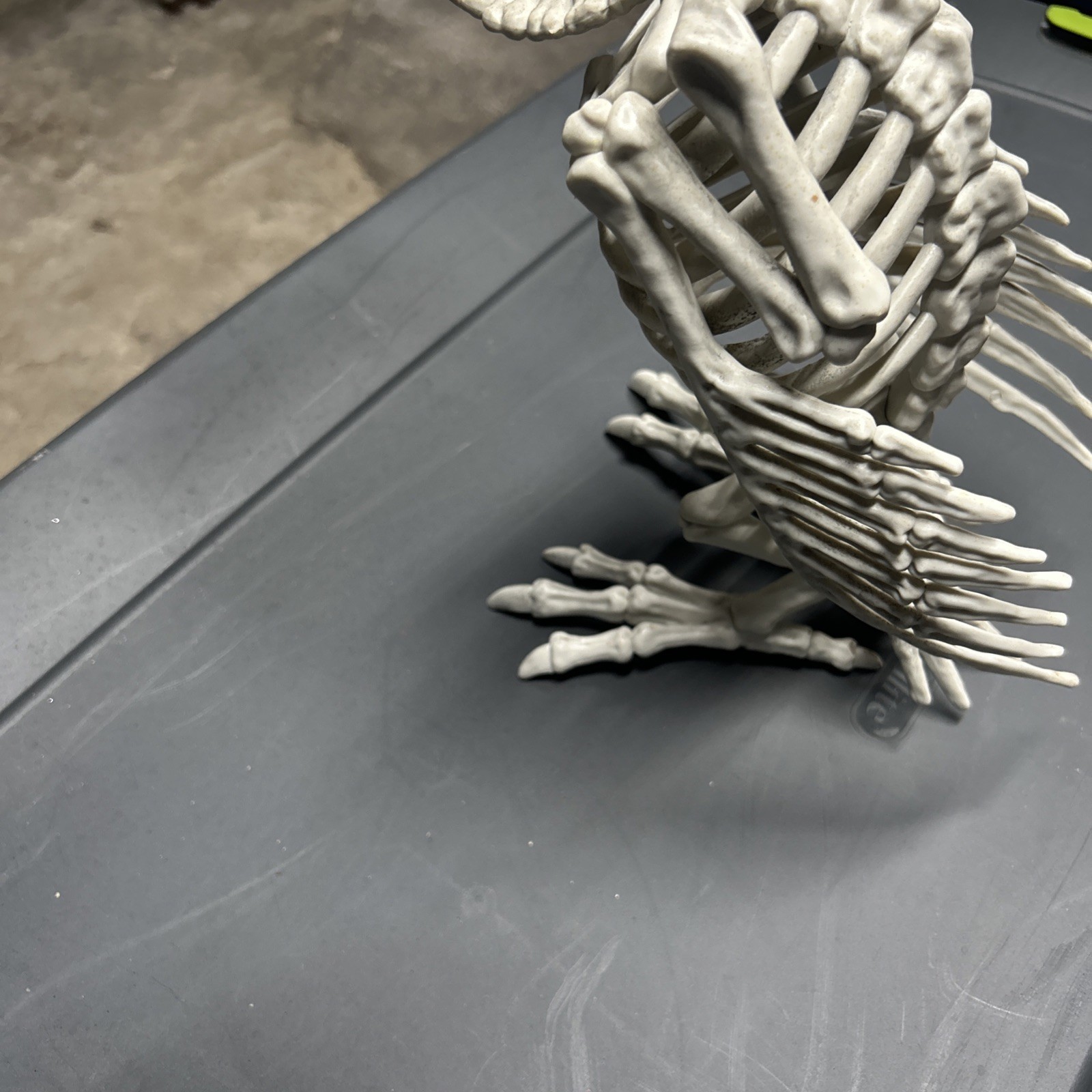 Halloween Skeleton VULTURE Buzzard Bird Animal Decorations Realistic Bones Prop