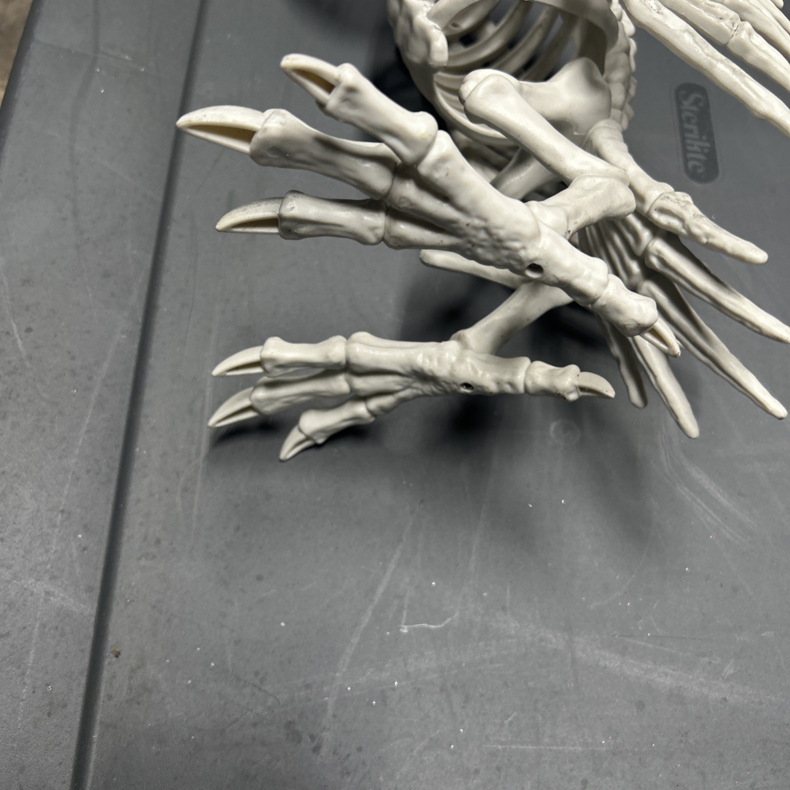 Halloween Skeleton VULTURE Buzzard Bird Animal Decorations Realistic Bones Prop