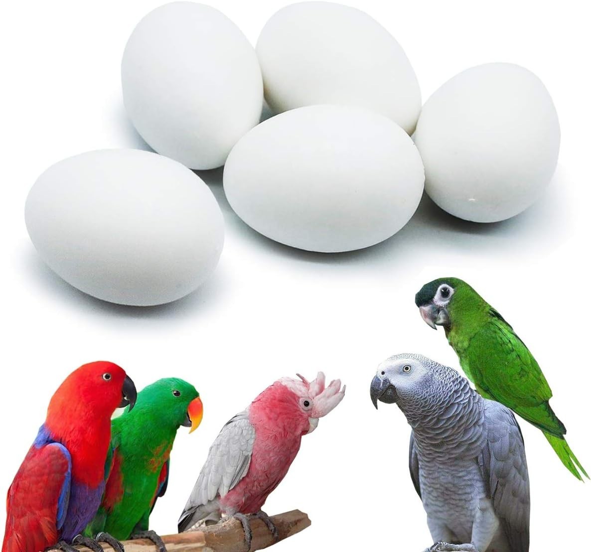 5 Pcs Hatching Eggs for Parrots Macaws Cockatoos and Eclectus – 37mm x 27mm
