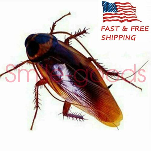 Prank Cockroaches Realistic Cock Roach Rubber Fake Creepy Bugs Gag Toy Joke 40pc