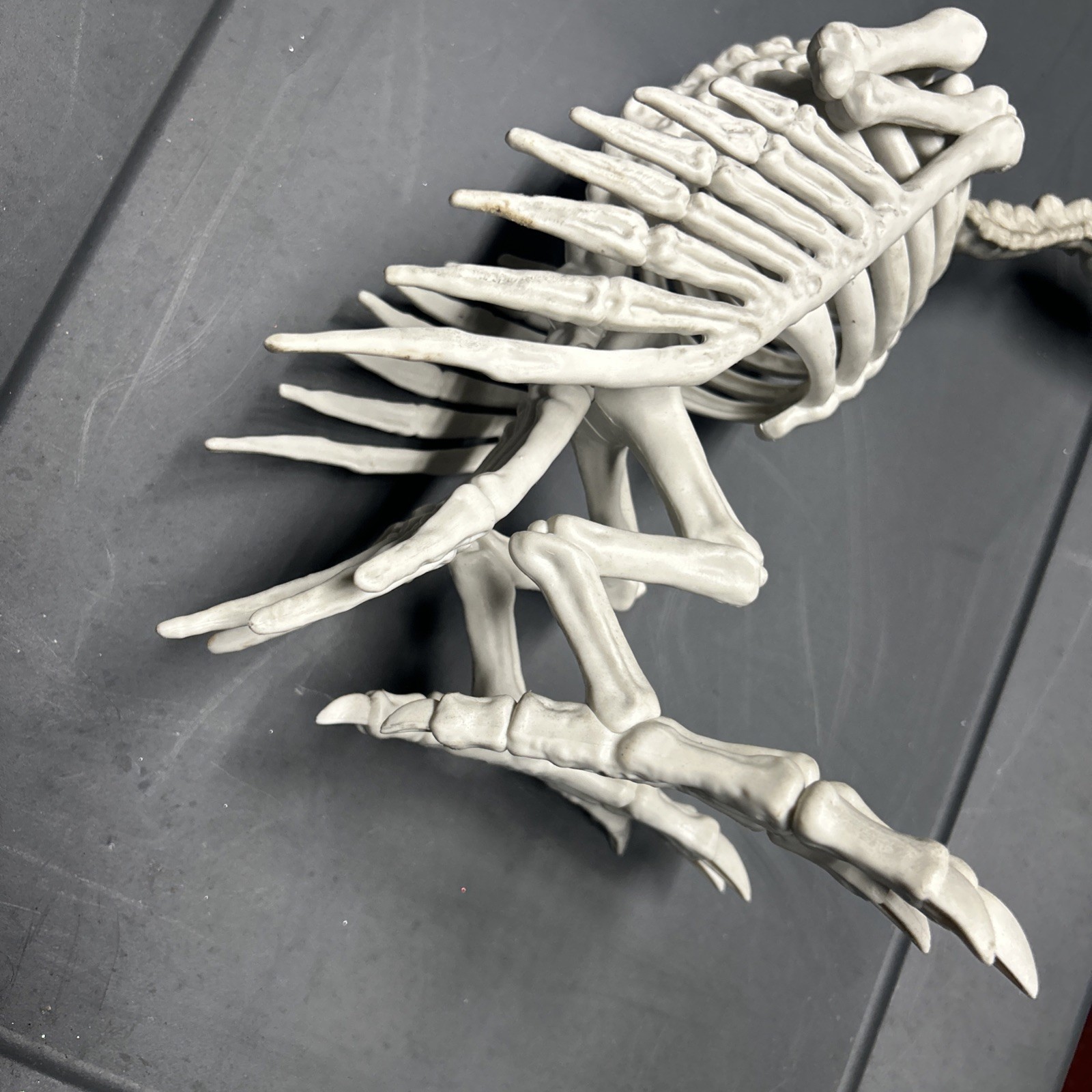 Halloween Skeleton VULTURE Buzzard Bird Animal Decorations Realistic Bones Prop