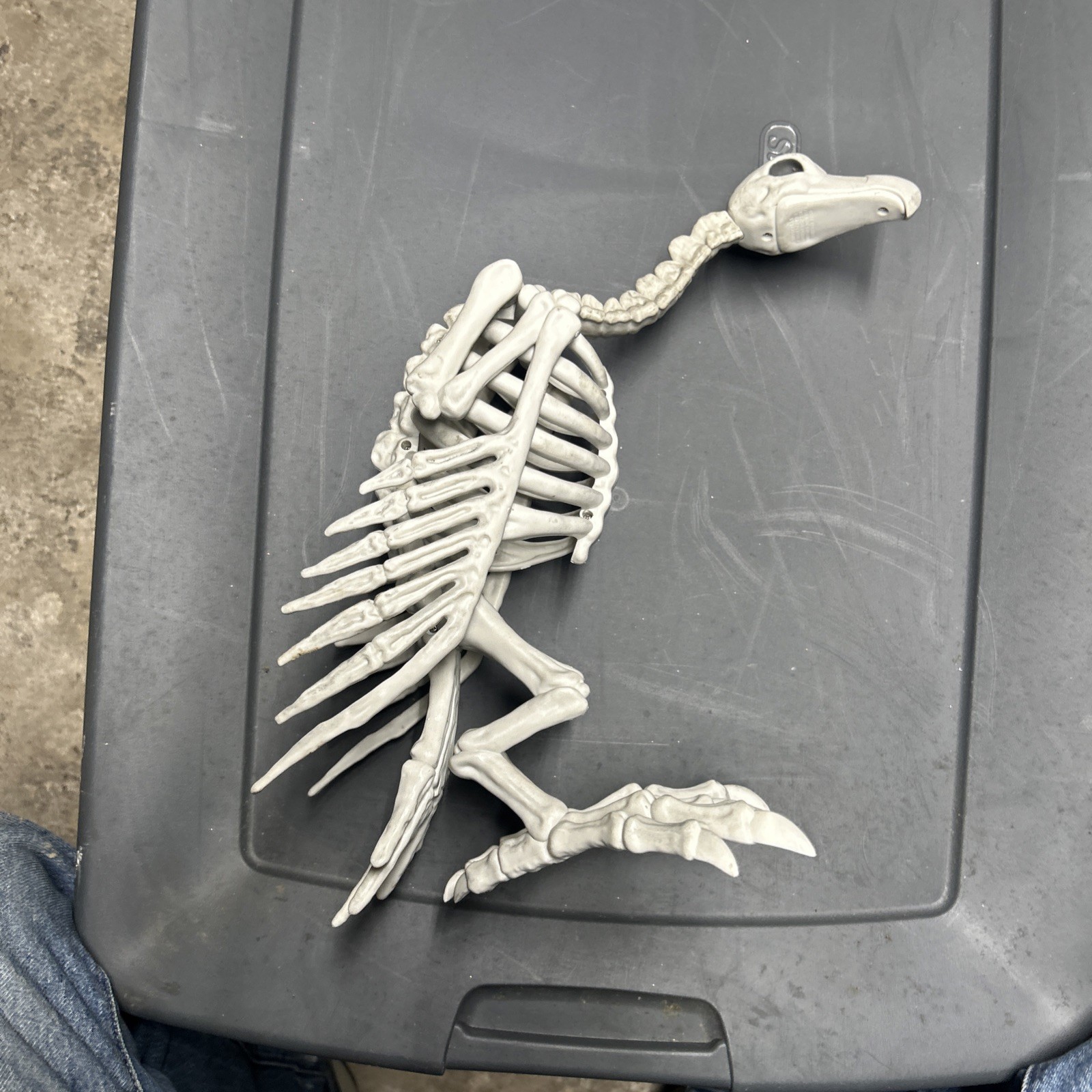 Halloween Skeleton VULTURE Buzzard Bird Animal Decorations Realistic Bones Prop