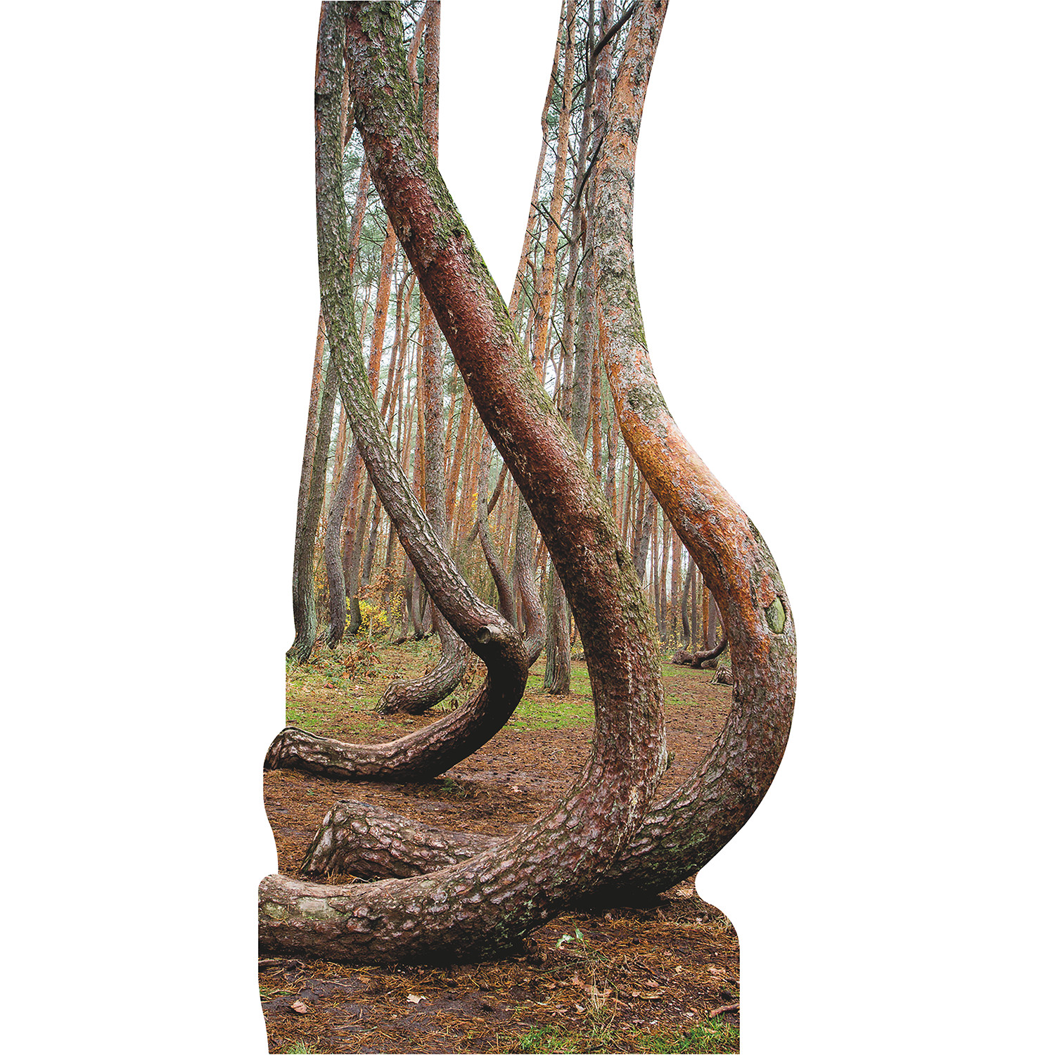 SP13152 Crooked Forest Pine Trees Poland Cardboard Cutout Standee Standup