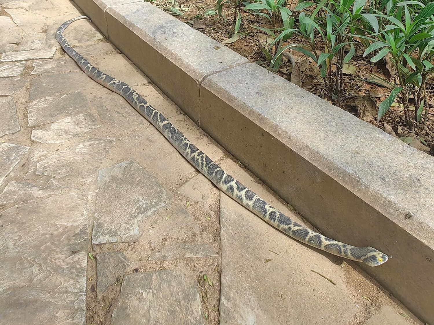 53″ Rubber Snake Realistic Fake Snakes Prank Toy to Keep Birds Away Scare