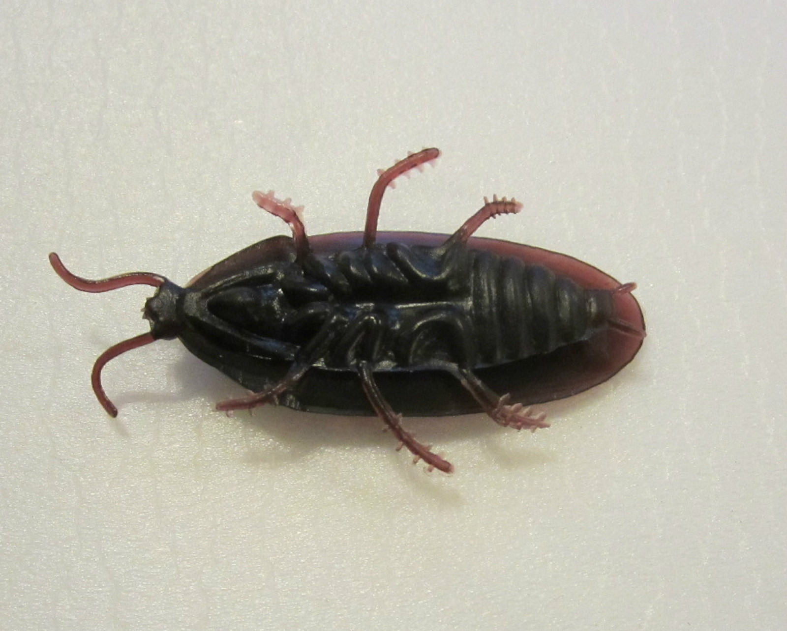 36 REALISTIC FAKE COCKROACHES LARGE CREEPY COCK ROACH BUGS PRANK GAG GIFT