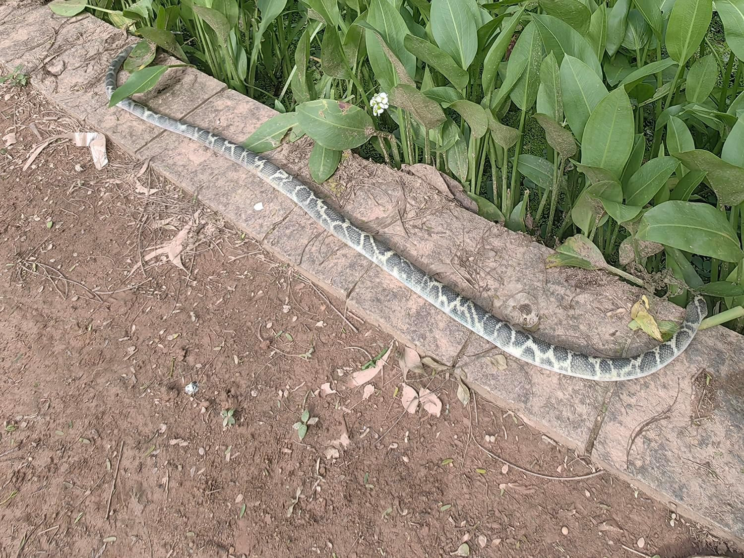 53″ Rubber Snake Realistic Fake Snakes Prank Toy to Keep Birds Away Scare