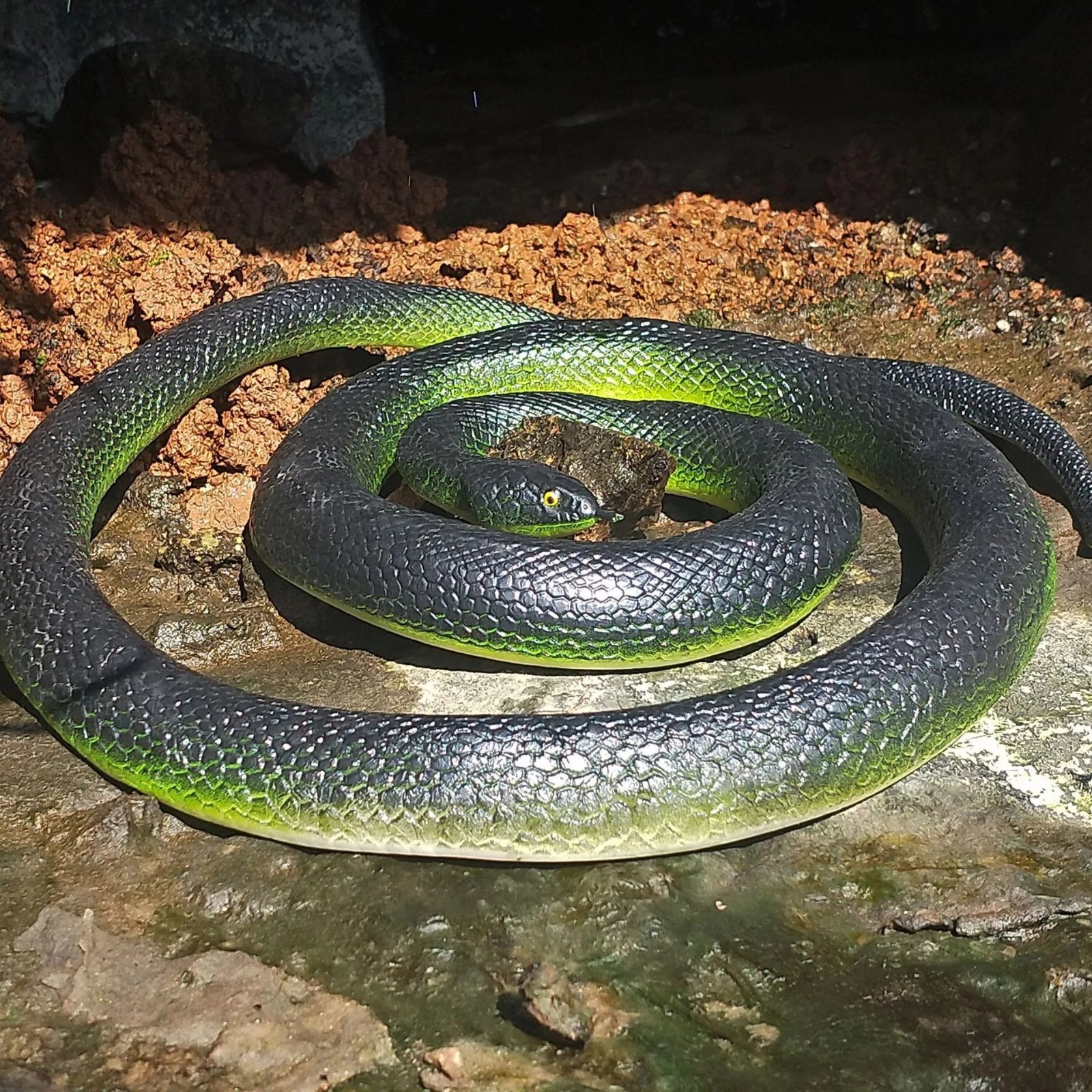 fake realistic snake rubber