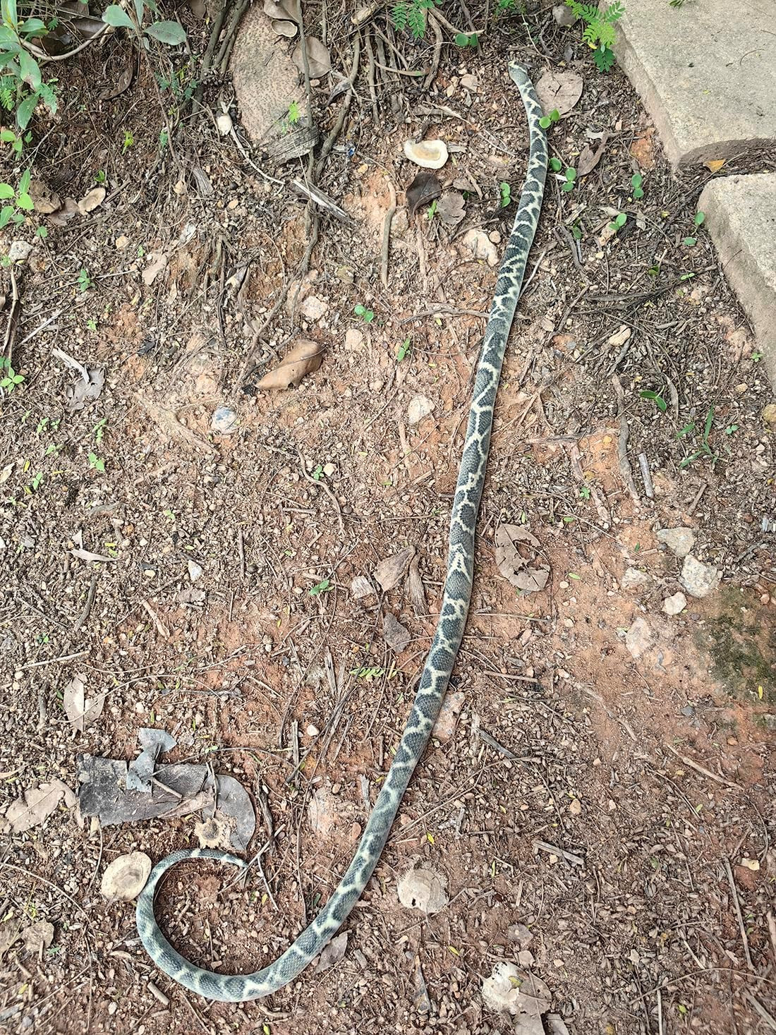 53″ Rubber Snake Realistic Fake Snakes Prank Toy to Keep Birds Away Scare