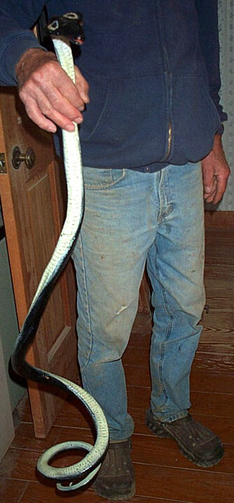 Cobra Rubber Snake Replica – AAA – Choice of 8 Varieties