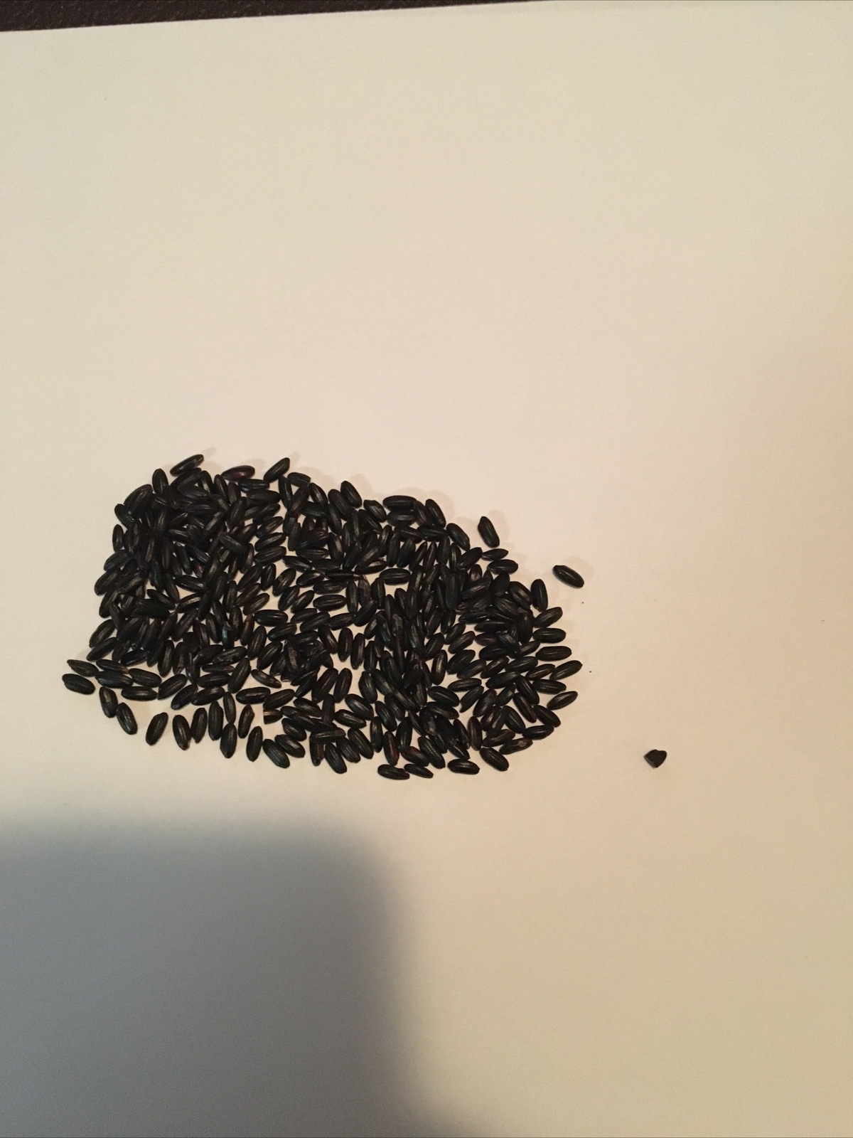 FAKE MOUSE POOP , GREAT PRANK!! Minimum 300 FAKE DROPPINGS