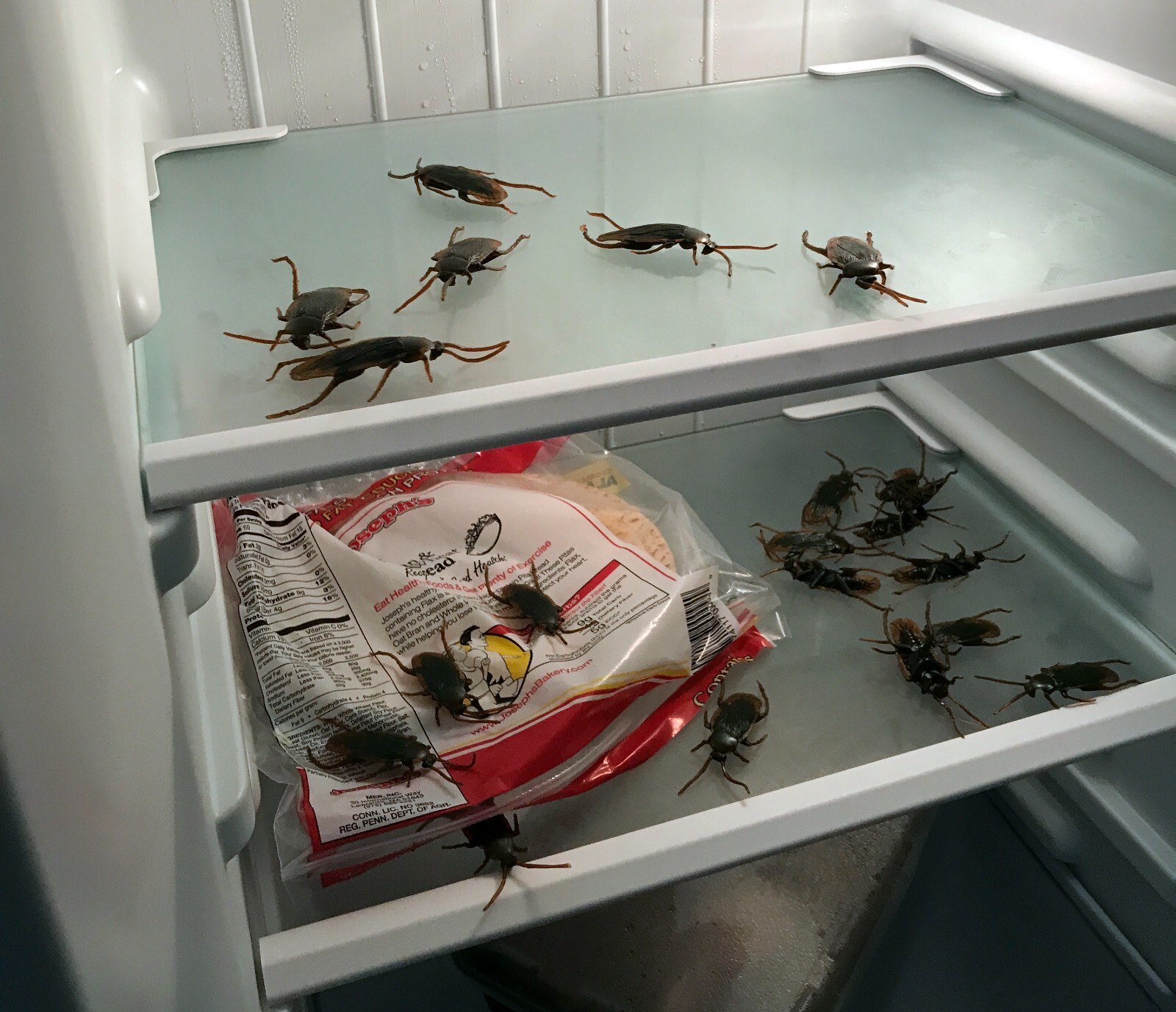 10 PIECES Fake Cockroaches-Real Looking Gag Gift Prank-Gross Creepy FAKE BUGS