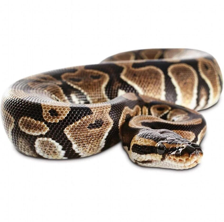 Realistic Big Rubber Snake Lifelike Scary Prank Toy Joke Party Prop Garden