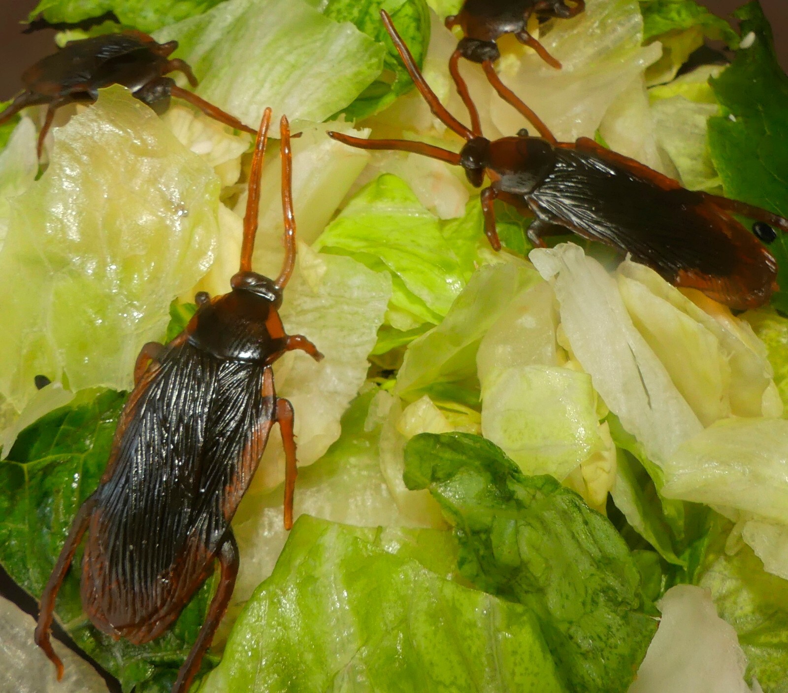 10 PIECES Fake Cockroaches-Real Looking Gag Gift Prank-Gross Creepy FAKE BUGS