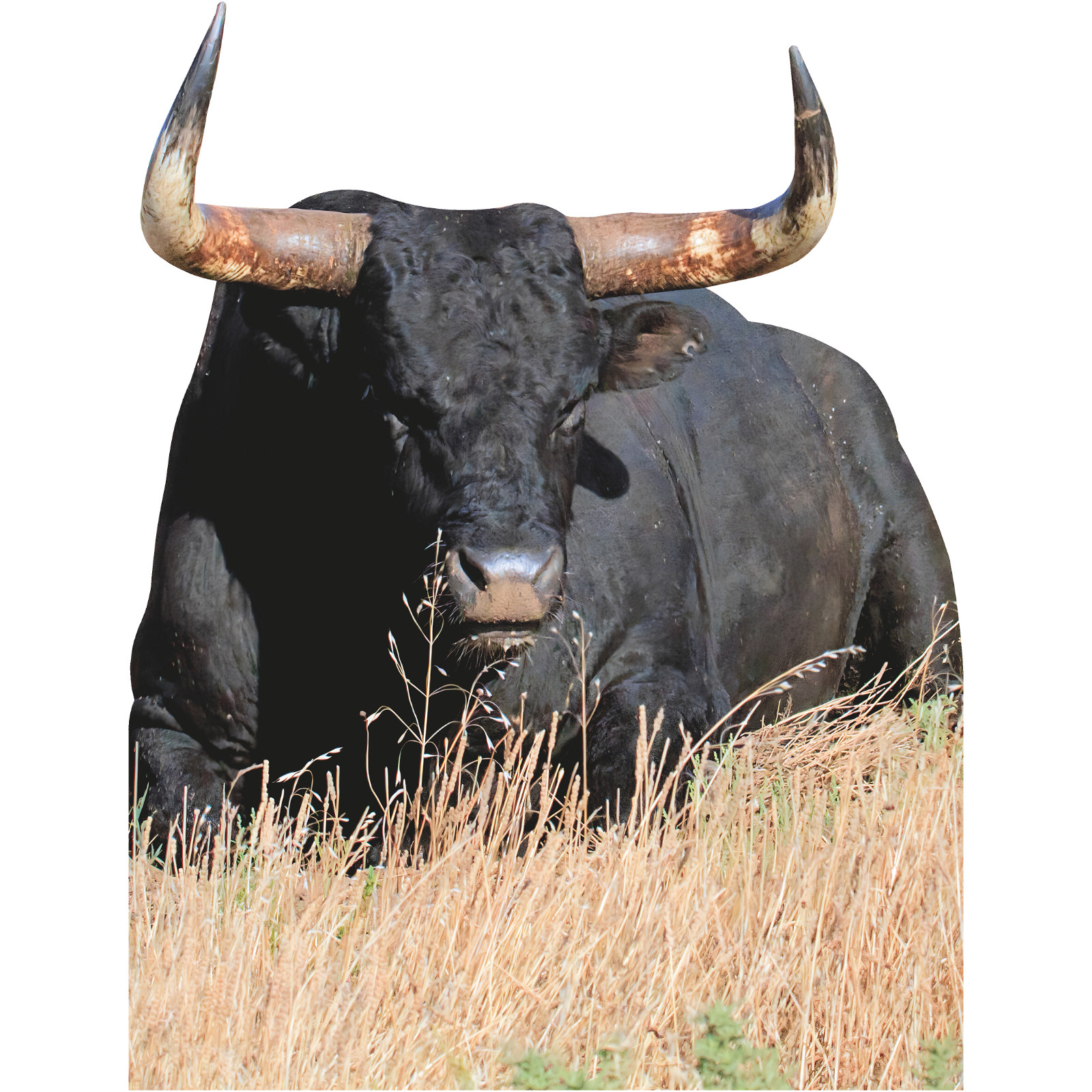 SP13392 Black Texas Longhorn Sitting Cattle Steer Beef Cardboard Cutout Standee