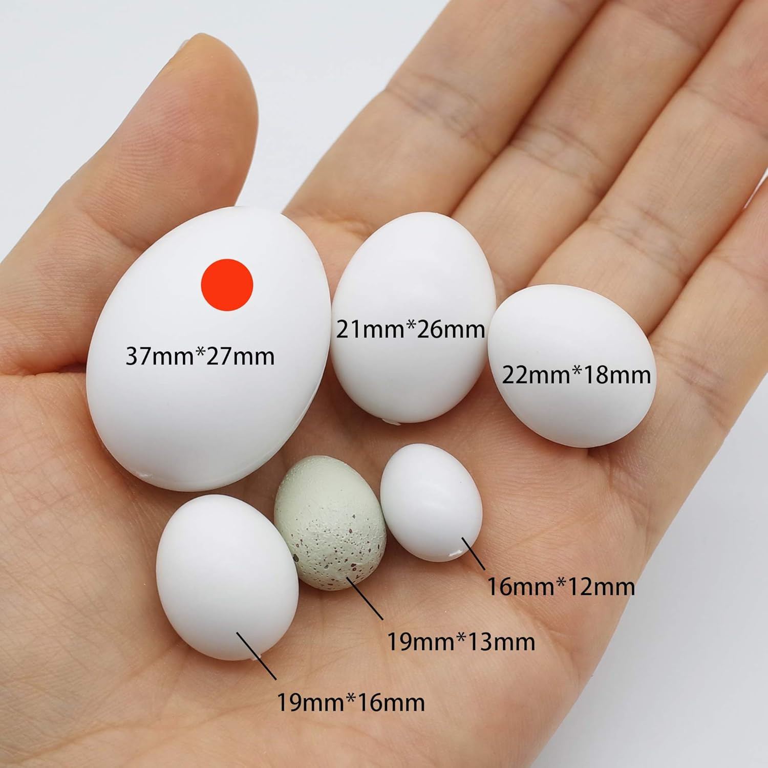 5 Pcs Hatching Eggs for Parrots Macaws Cockatoos and Eclectus – 37mm x 27mm