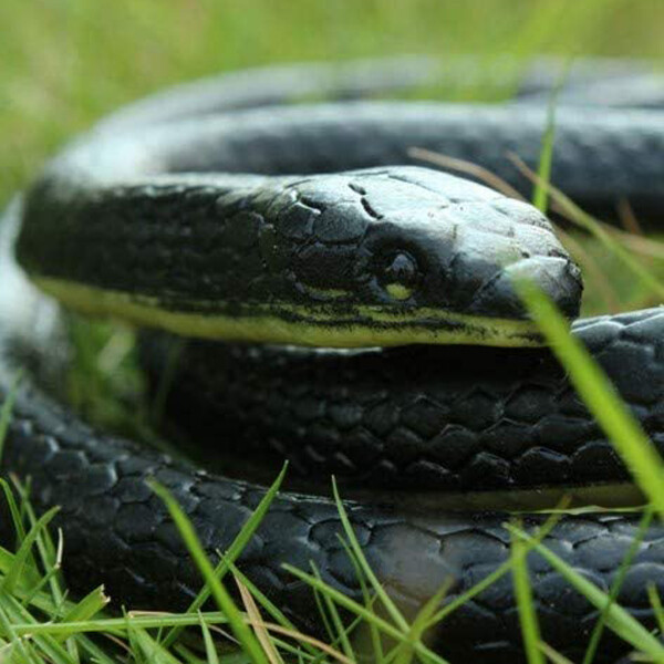 52″ Mamba Realistic Rubber Fake Snake Toy For Garden Props and Halloween Joke US